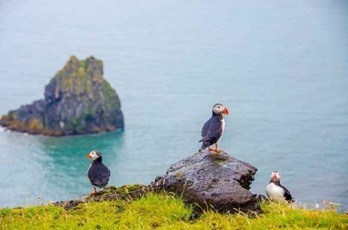     Birds of the Faroe Islands