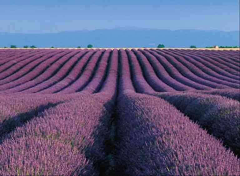 "The lavender fields" .. one of the most important places of tourism in the French X-en-Provence ..