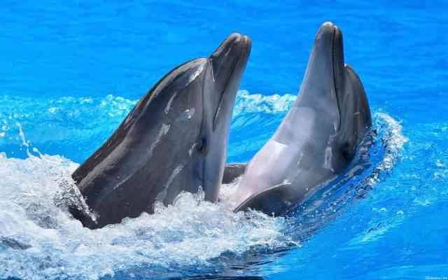 Dolphin Shows in Sharm El Sheikh - Tourist activities in Sharm El Sheikh Sharm Elsheikh