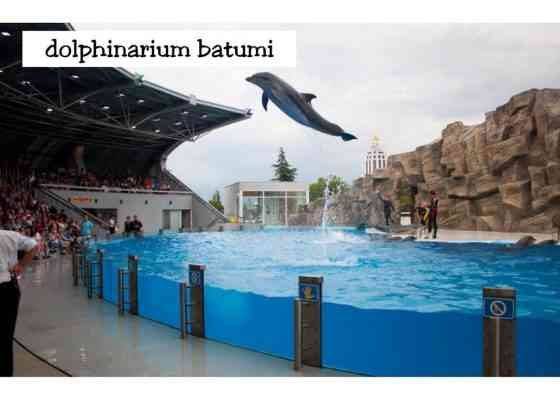 Batumi Dolphinarium - Tourist activities in Batumi
