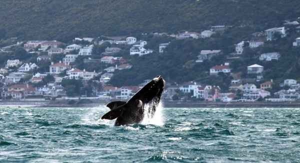 Watching whale in South Africa