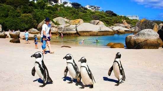 Watch the penguins at Boulders Beach 