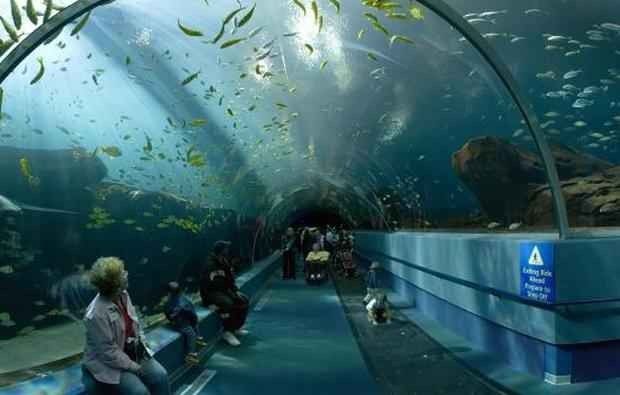 Watch the aquarium