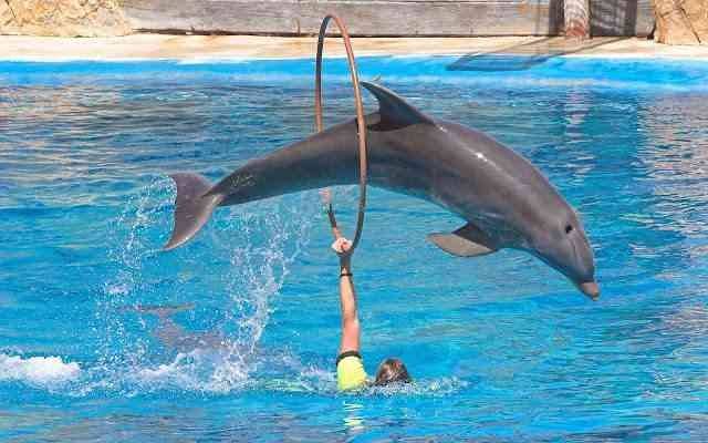 Enjoy playing with dolphins in "Dolphinarium" ..