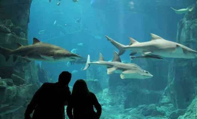 Enjoy swimming beside "sharks" .. in the Istanbul Aquarium ..