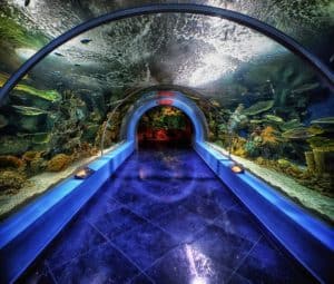 Jeddah Aquarium
