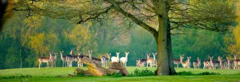 The new forest - Tourist areas near London 