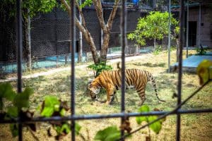 Aquarium and tiger park