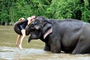 The village of elephants in Thailand