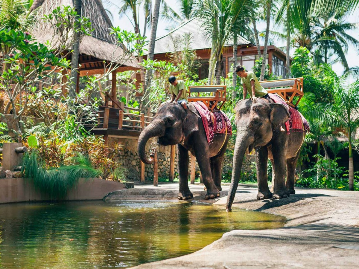 Elephants garden