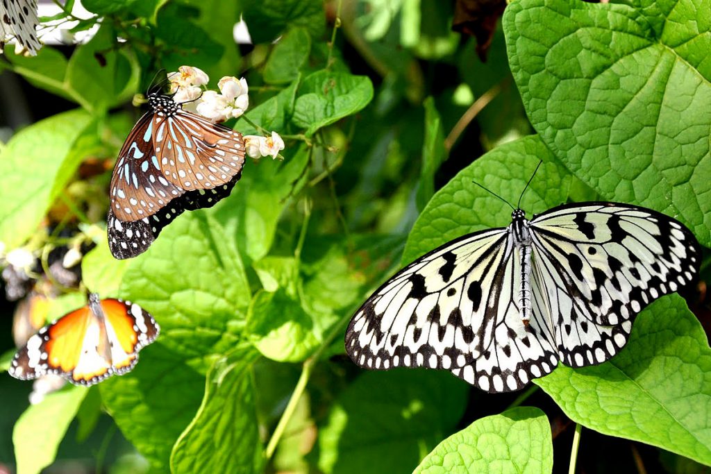 Butterflies garden