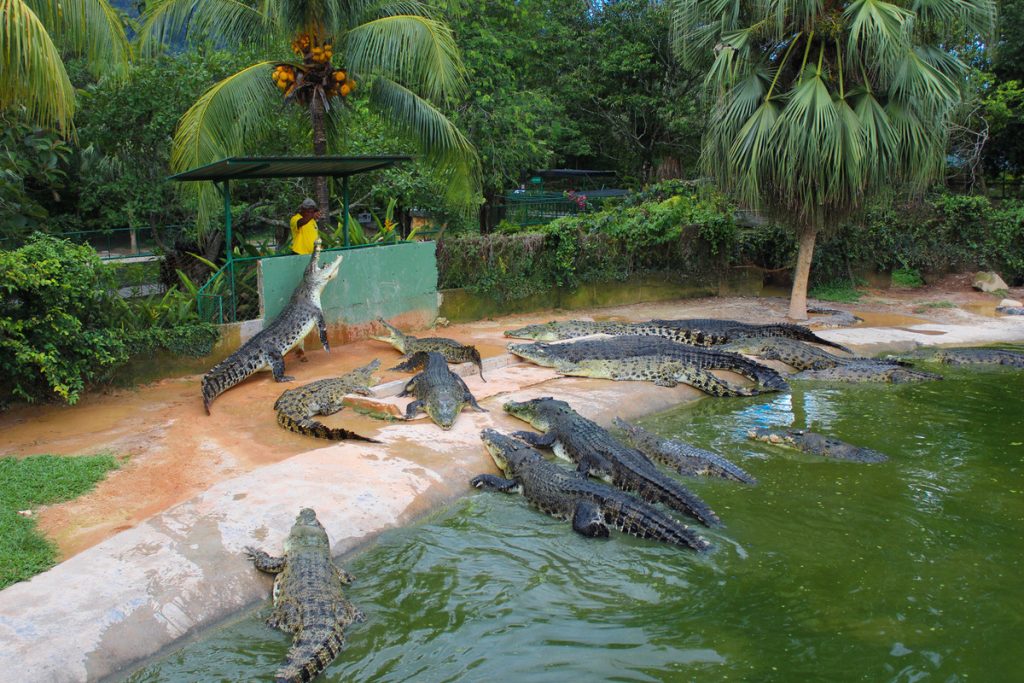Crocodile garden