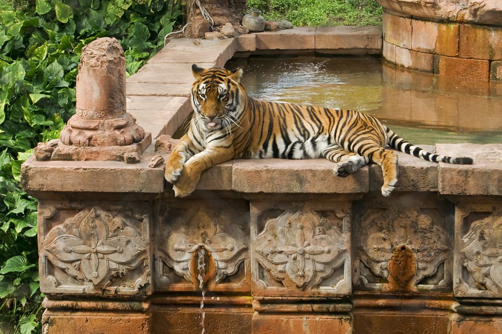 Tigers Kingdom