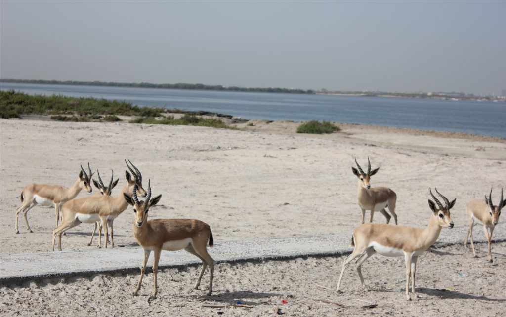 1581260392 656 The best tourist attractions in the Emirates Umm Al Quwain - The best tourist attractions in the Emirates, Umm Al Quwain