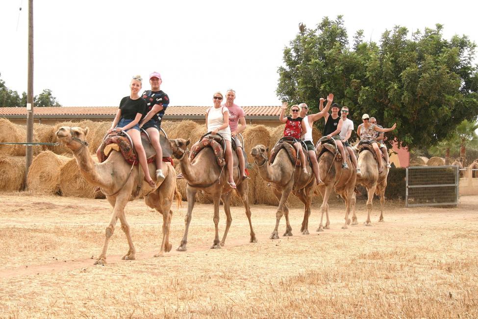 Larnaca Camel Park 
