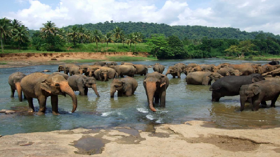 Orphaned elephants
