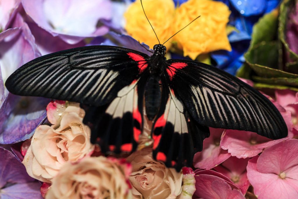 1581262542 375 Dubai Butterfly Garden opens its doors to everyone - Dubai Butterfly Garden opens its doors to everyone