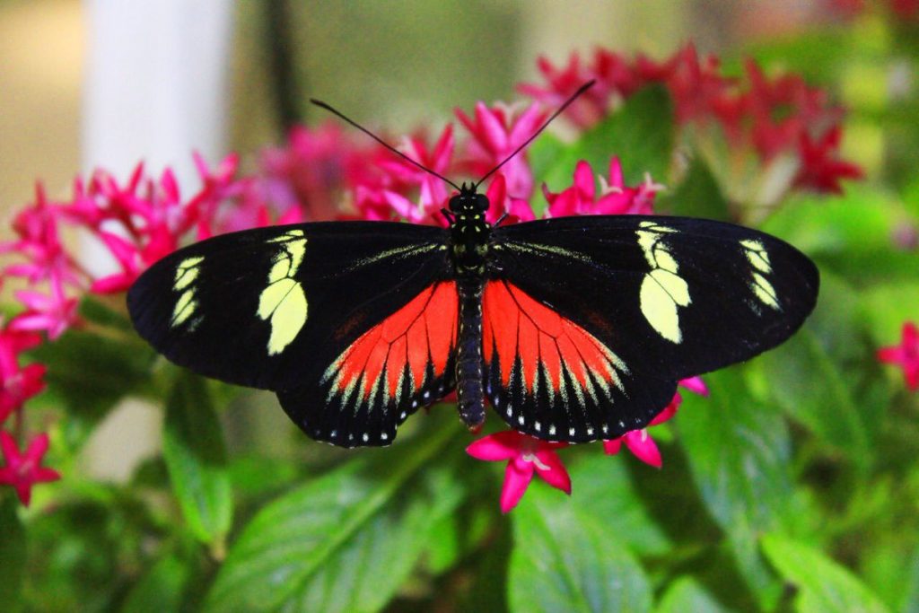 1581262542 576 Dubai Butterfly Garden opens its doors to everyone - Dubai Butterfly Garden opens its doors to everyone