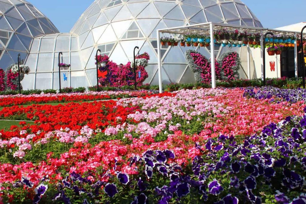 1581262542 693 Dubai Butterfly Garden opens its doors to everyone - Dubai Butterfly Garden opens its doors to everyone