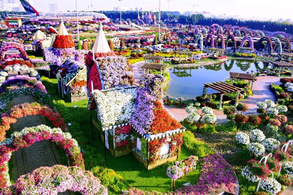1581263319 186 Information about the miracle garden in Dubai in pictures - Information about the miracle garden in Dubai in pictures