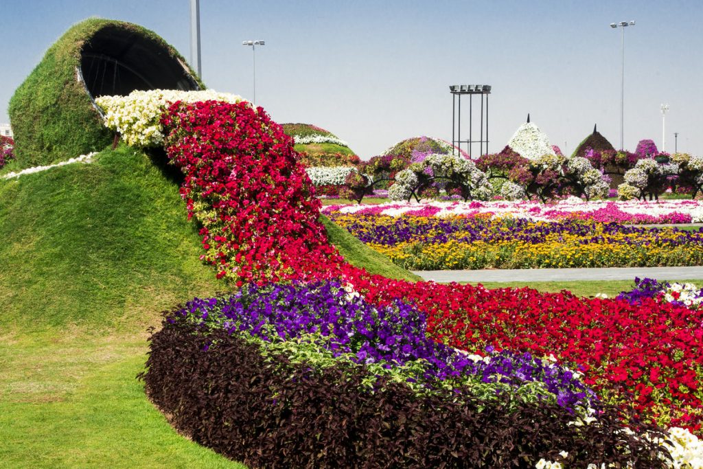 1581263319 878 Information about the miracle garden in Dubai in pictures - Information about the miracle garden in Dubai in pictures