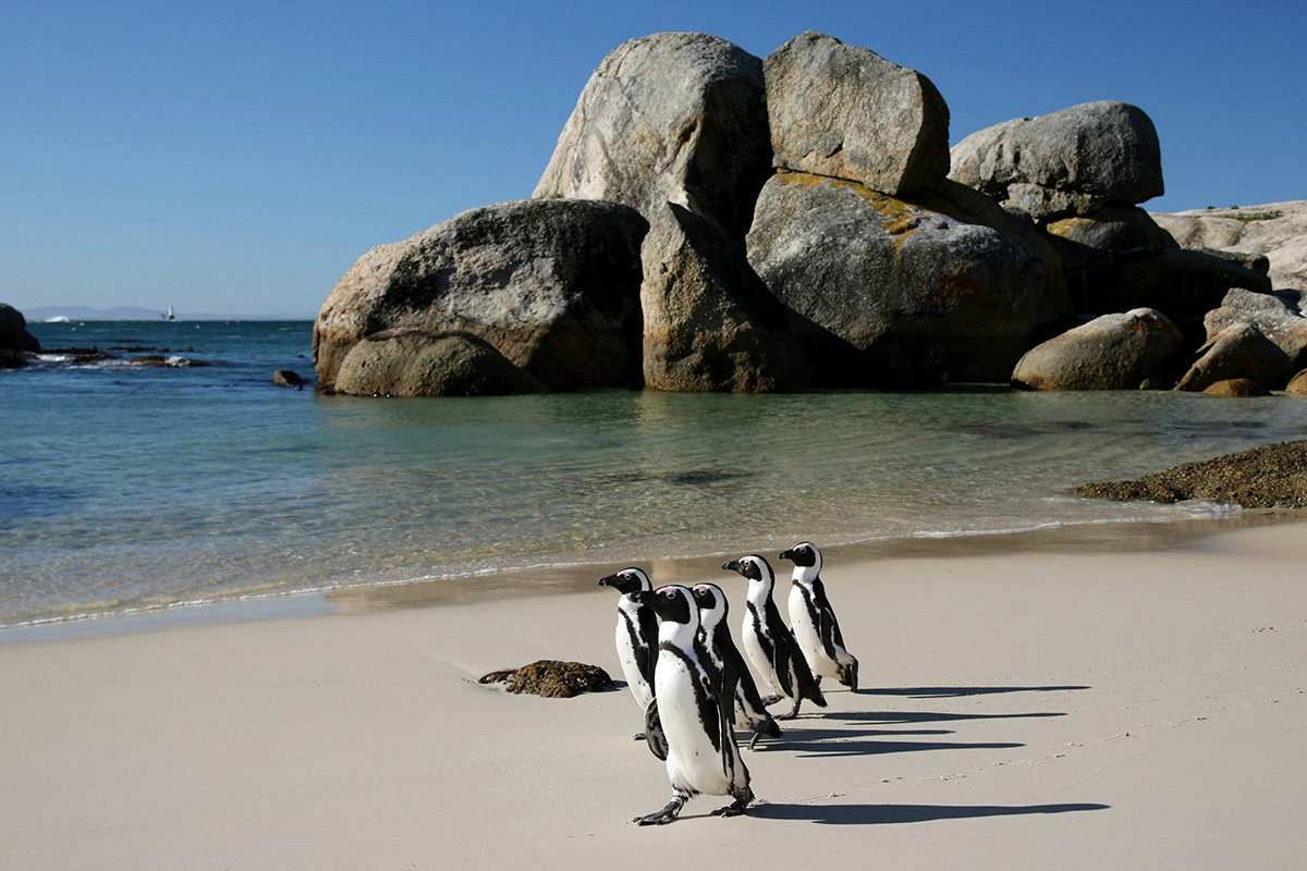 1581263382 92 Best destinations for Cape Town 2020 - Best destinations for Cape Town 2022