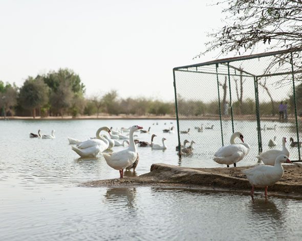 Power lakes … oases where birds rest in the middle of the Dubai desert