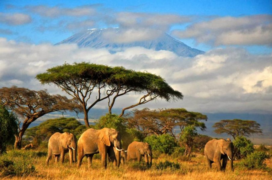 For forest lovers and picturesque islands, go to Tanzania