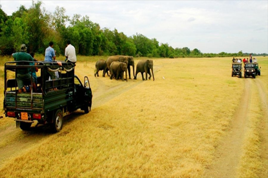 1581267246 929 The most famous safari areas in Sri Lanka - The most famous safari areas in Sri Lanka