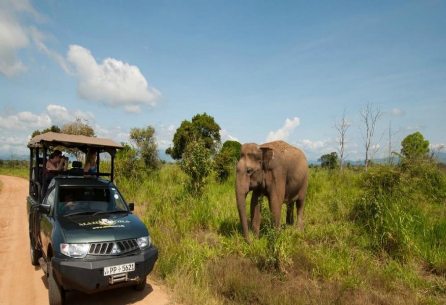 1581267246 948 The most famous safari areas in Sri Lanka - The most famous safari areas in Sri Lanka