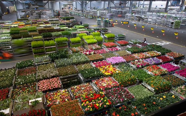 About 20 thousand kinds of flowers and plants are sold in it