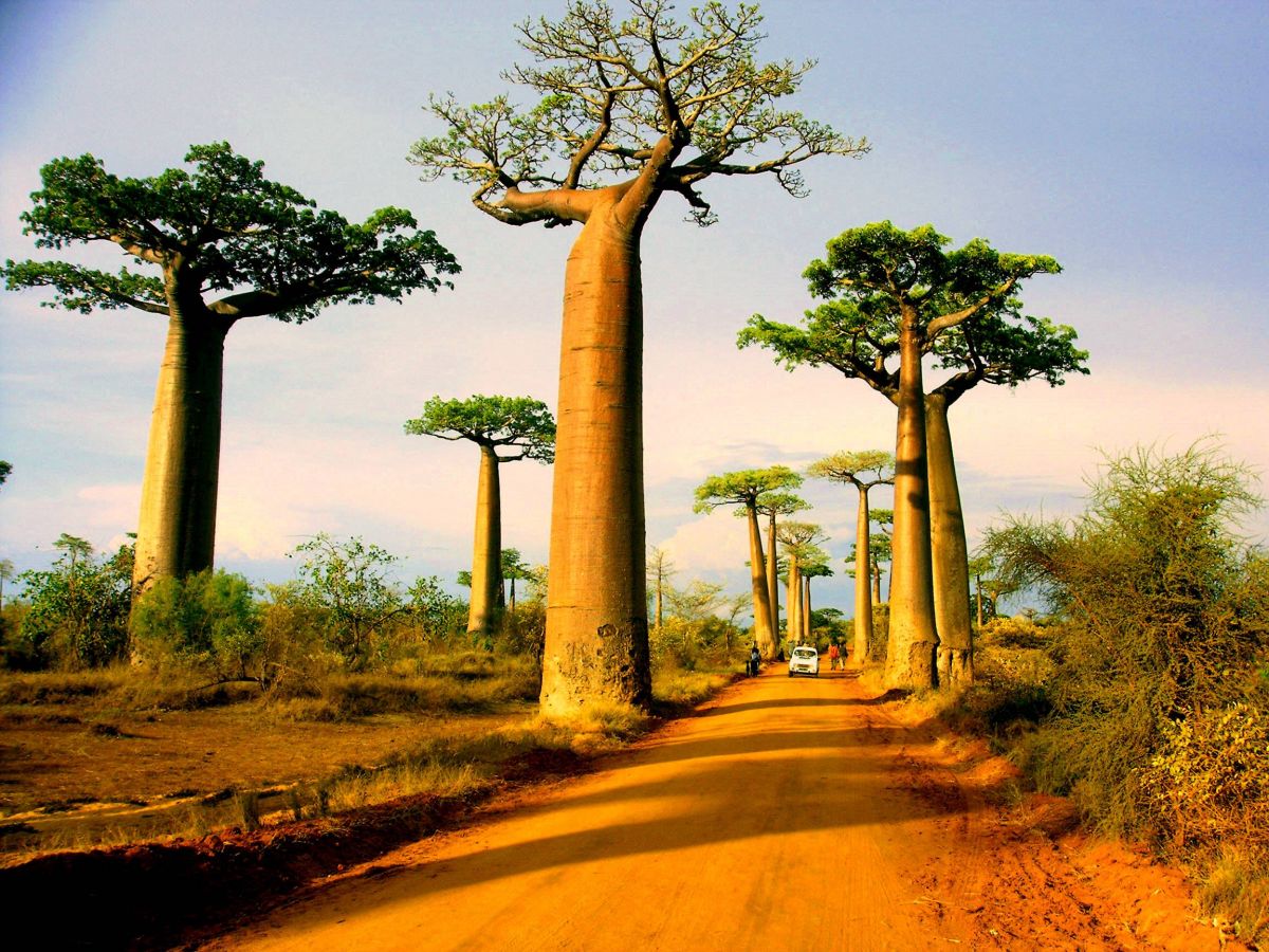 Baobab valley in Madagascar