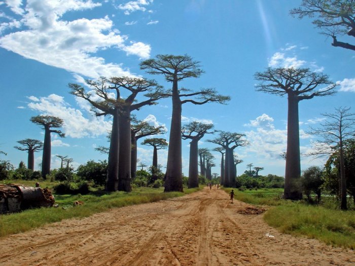 Baobab valley in Madagascar