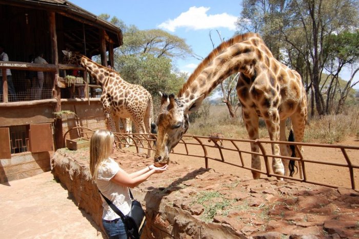 Observing and feeding giraffes in Kenya