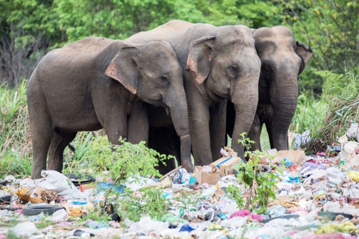 Observing elephants in Sri Lanka