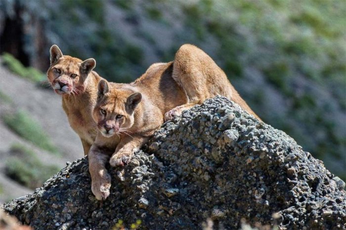 Observing the mountain lions in Patagonia, Chile