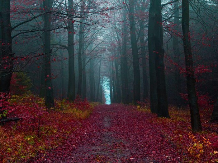the black Forest