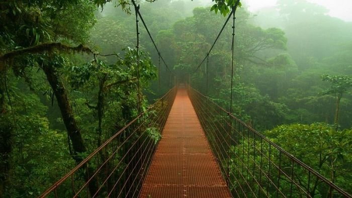 1581267596 996 Amazing forests you must visit - Amazing forests you must visit!