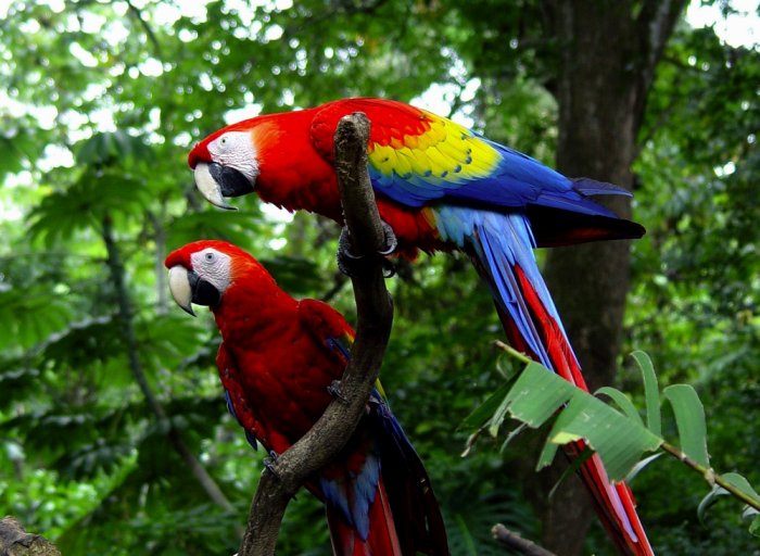 Corcovado National Park where you can see crimson parrots