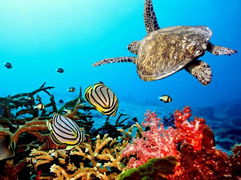 Marine life in Zanzibar