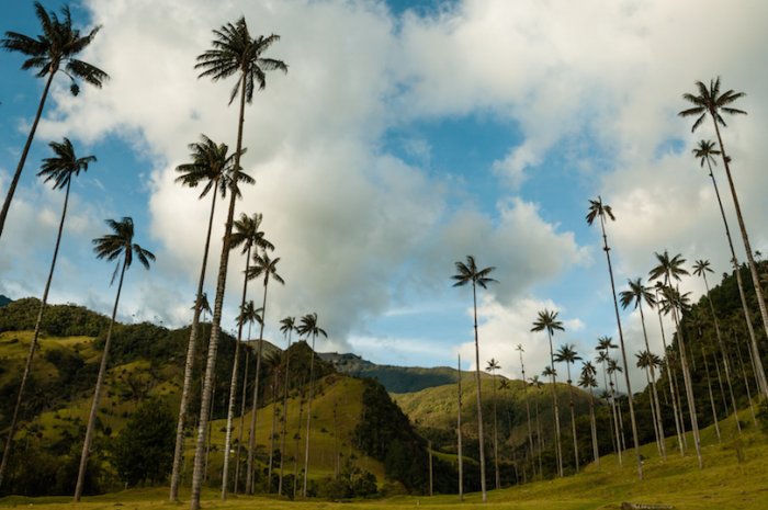 Valle de Cocora .. home of the wax palms