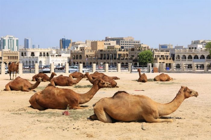 Camel rides on the Palm Island Qatar