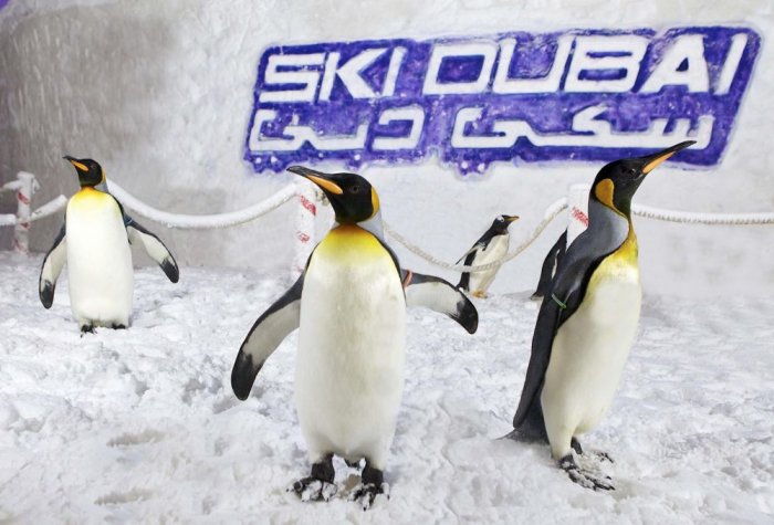 Penguins and skiing at the Dubai Sky Park