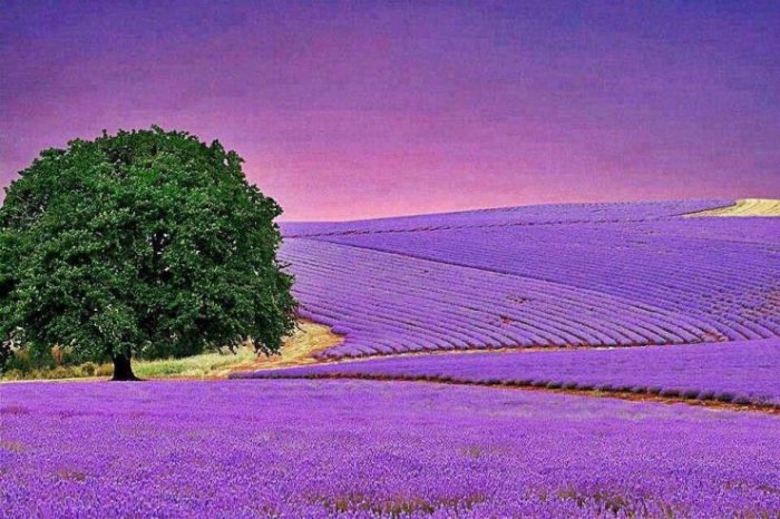 Lavender fields in southern France