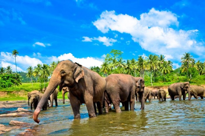 Enjoyable vacation in Sri Lanka