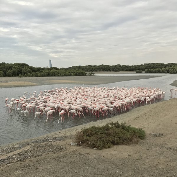 Pink flamingo birds steal eyes in winter