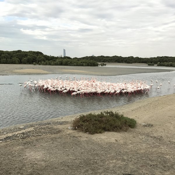The flamingo swarm reaches more than 500 birds