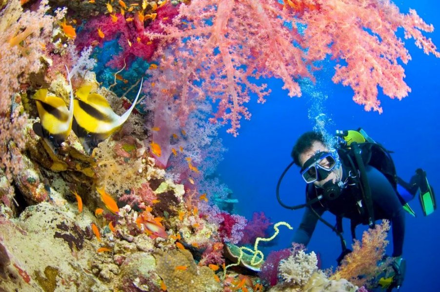 Yolanda Reef is one of the best dive sites