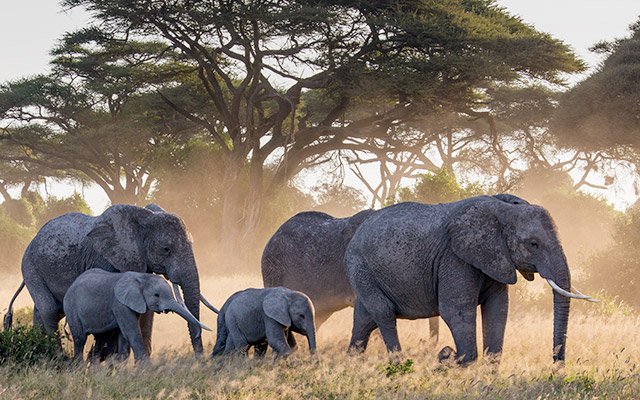 Safari adventures await you in South Africa