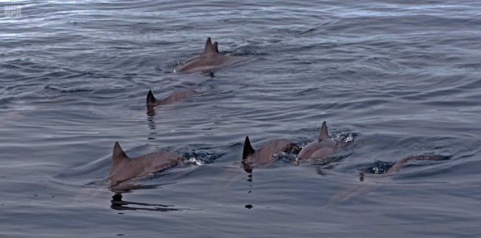 Dolphins float in the waters of the islands 